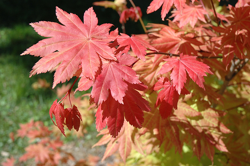 autumn-moon-full-moon-maple-acer-shirasawanum-autumn-moon-in-reno