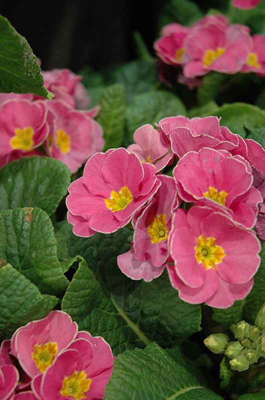 Supernova Pink Primrose (Primula 'Supernova Pink') in Reno Sparks Lake