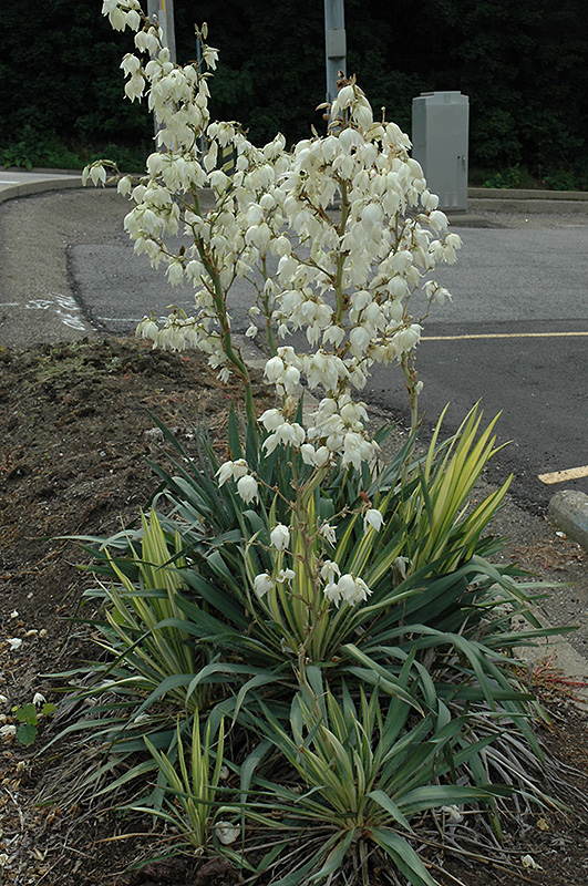 Color Guard Adam's Needle (Yucca filamentosa 'Color Guard') in Reno