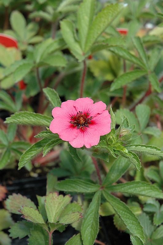 sun potentilla MISS WILMONTT pink cherry-red fast 2.5" pot = 1 Live Potted Plant