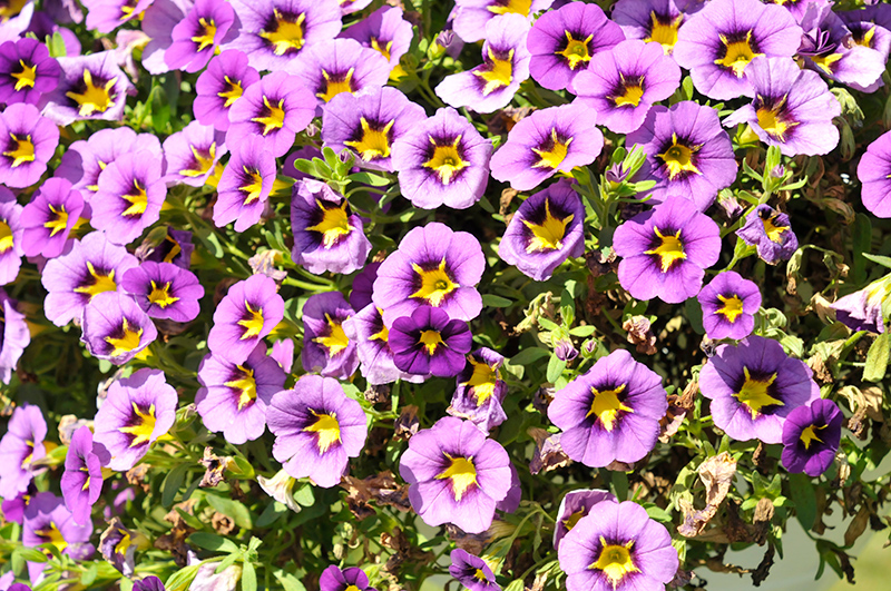 Tik Tok Blue Calibrachoa Calibrachoa Tik Tok Blue In Reno Sparks