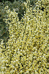 moonlight broom scotch plant bloom