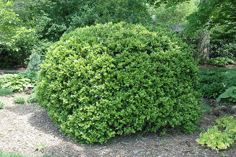 Japanese Boxwood (Buxus microphylla 'var. japonica') at Moa...