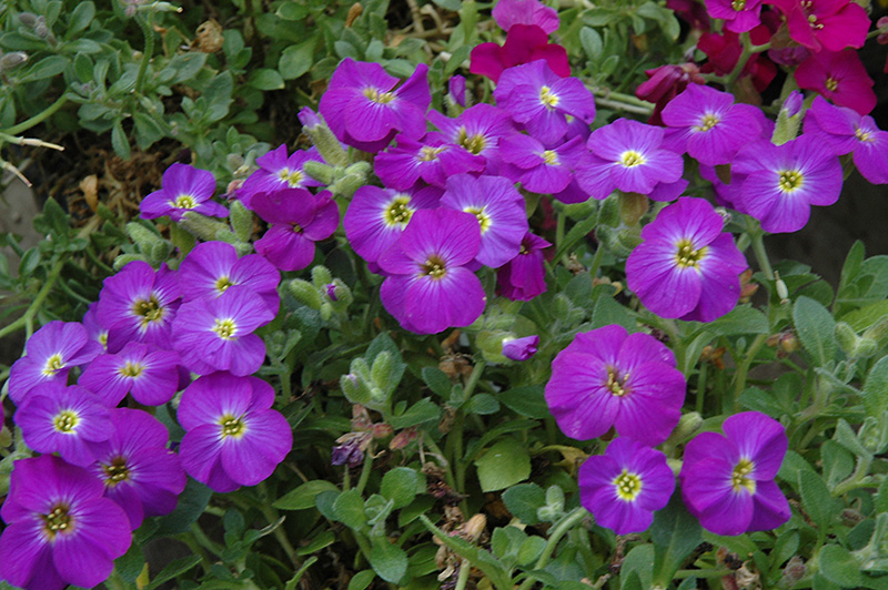 Rock cress, Alpine, Perennial, Flowering