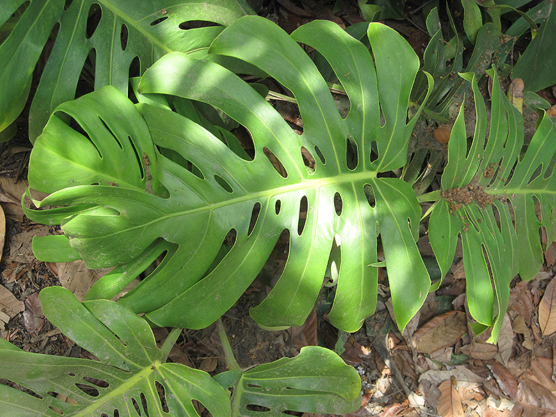 Monstera Deliciosa Plant (Monstera deliciosa) in Reno Sparks Lake Tahoe ...