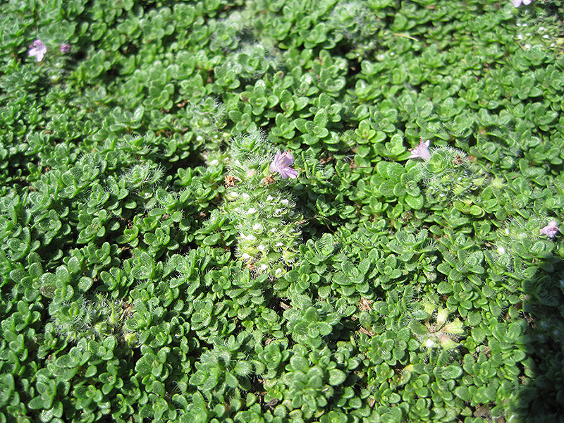 Elfin Creeping Thyme Thymus Prae, Thyme As Ground Cover Plant