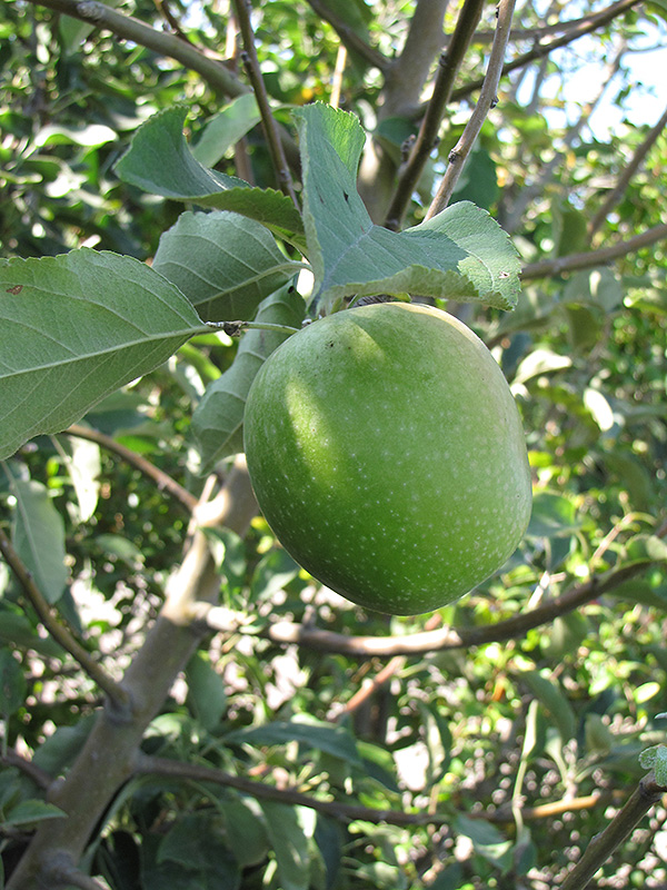 Granny Smith (Green) Apple - fruityland