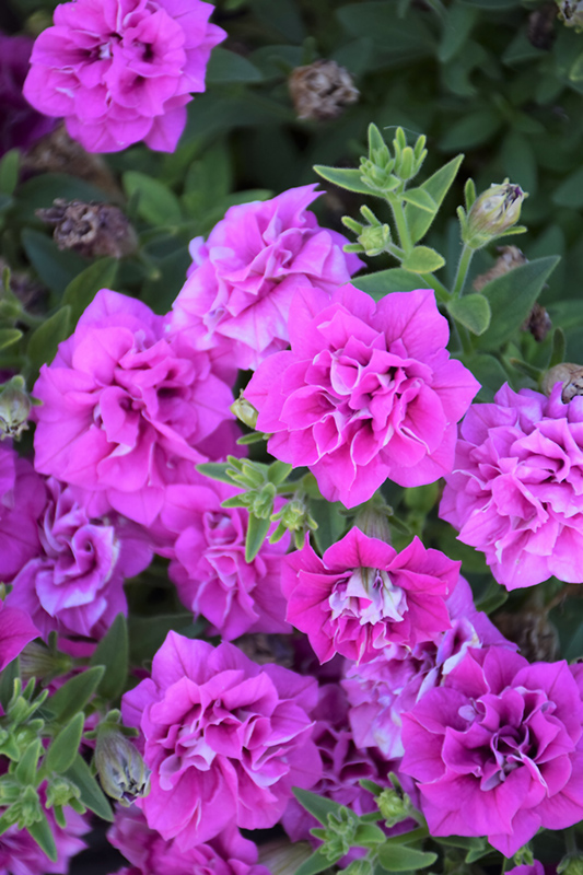 Surfinia Summer Double Rose Petunia (Petunia 'Surfinia Summer Double ...