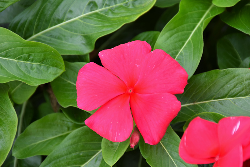 Blockbuster Punch Vinca (Catharanthus roseus 'Blockbuster Punch') in ...