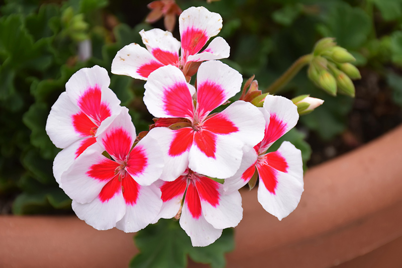 Tango White Splash Geranium Pelargonium Tango White Splash In Reno