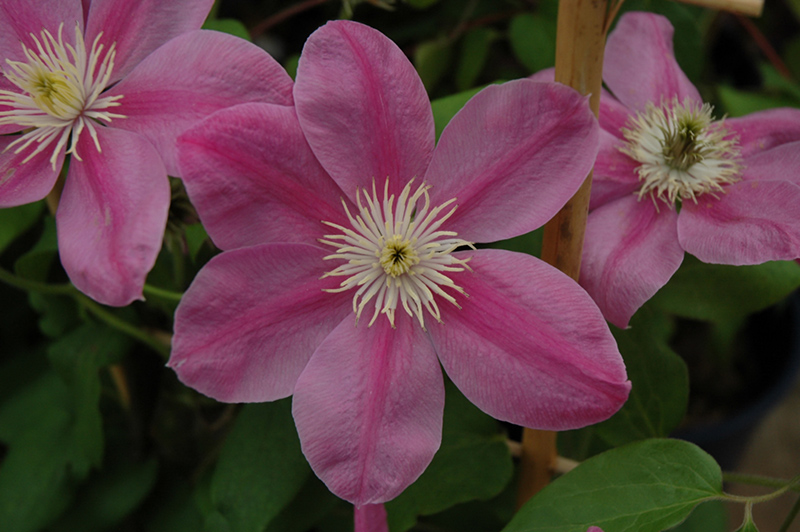 Alaina Clematis (Clematis 'Evipo056') in Reno Sparks Lake Tahoe Carson ...