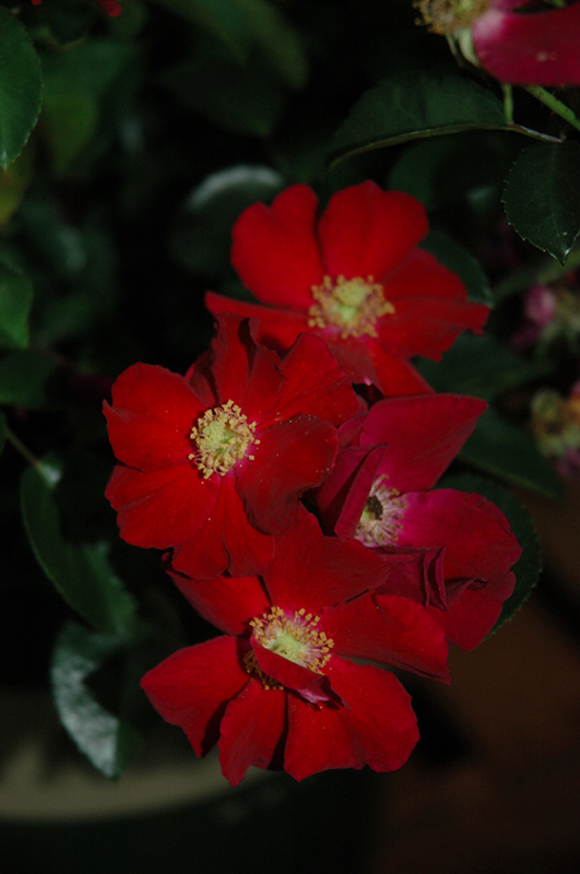 Flower Carpet Red Rose (Rosa 'Flower Carpet Red') in Reno Sparks
