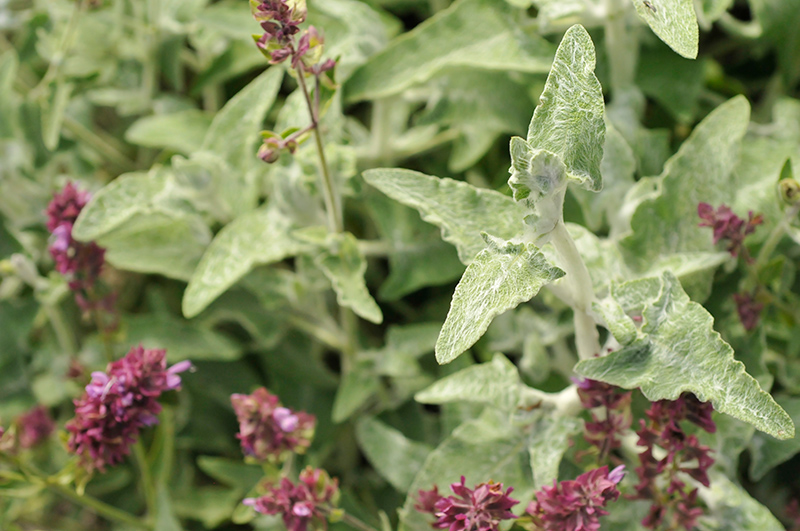 Lancelot Canary Island Sage (Salvia canariensis ‘Lancelot’) in Reno