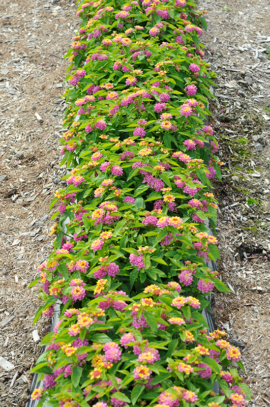 Gem Compact Pink Opal Lantana (Lantana camara 'Gem Compact Pink Opal ...