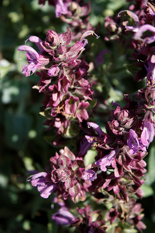 Lancelot Canary Island Sage (Salvia canariensis ‘Lancelot’) in Reno