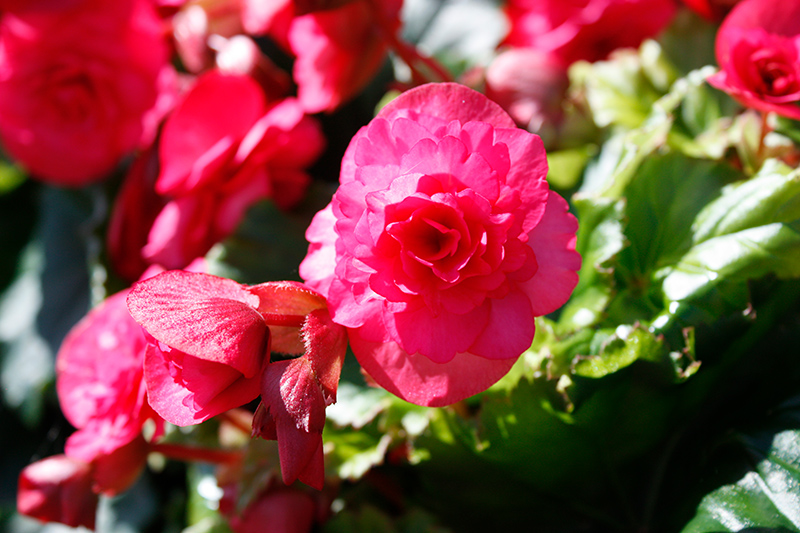 Vermillion Hot Pink Begonia (Begonia x hiemalis 'Vermillion Hot Pink ...