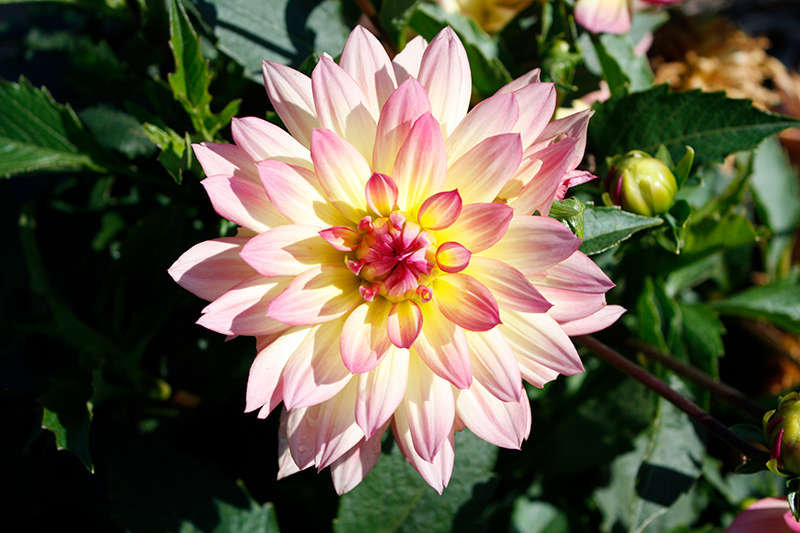 MegaBoom Passion Fruit Dahlia (Dahlia 'MegaBoom Passion Fruit') in Reno ...