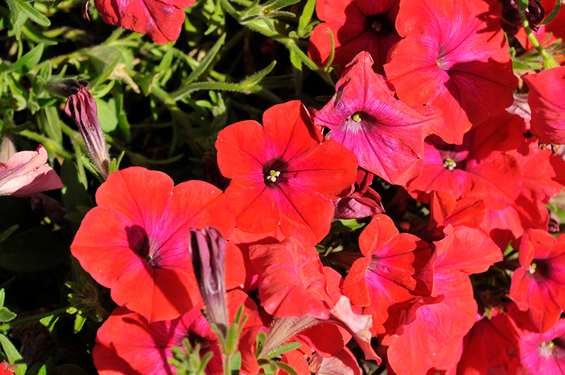 Hells Ember Red Petunia (Petunia 'Hells Ember') in Reno Sparks Lake ...