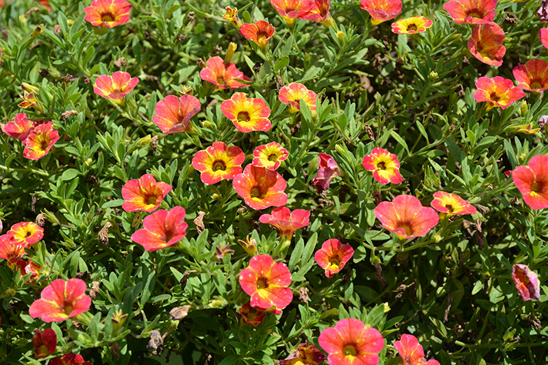 Cabaret Diva Orange Calibrachoa (Calibrachoa 'Balcabivor') in Reno ...