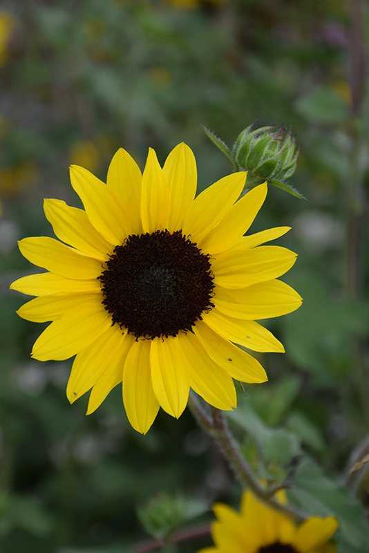 Suncredible Yellow (Helianthus 'Suncredible Yellow') in Reno, Sparks ...