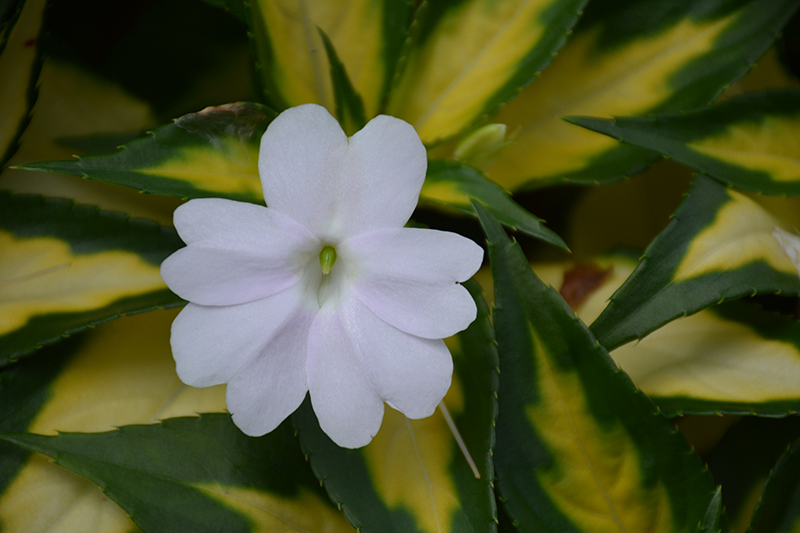 Click to view a full-size photo of SunPatiens Vigorous Tropical White New Guinea Impatiens (Impatiens 'SAKIMP018') at Moana Nursery SunPatiens Vigorous Tropical White New Guinea Impatiens (Impatiens 'SAKIMP018') at Moana Nursery