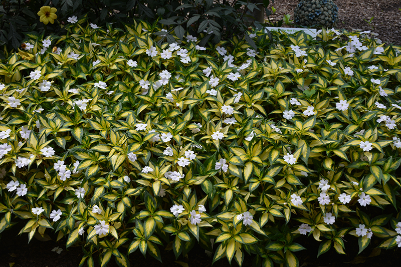 Click to view a full-size photo of SunPatiens Vigorous Tropical White New Guinea Impatiens (Impatiens 'SAKIMP018') at Moana Nursery SunPatiens Vigorous Tropical White New Guinea Impatiens (Impatiens 'SAKIMP018') at Moana Nursery