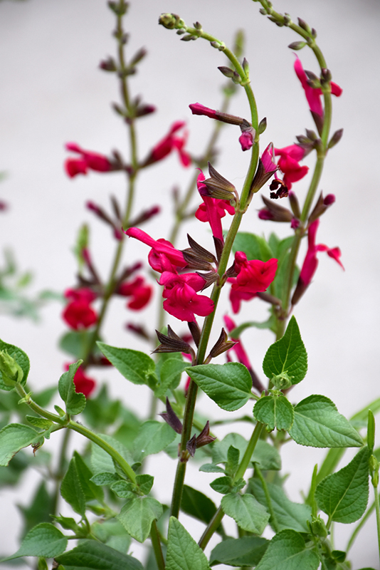 Windwalker Royal Red Salvia (Salvia ‘PWIN03S’) in Reno, Sparks, Lake