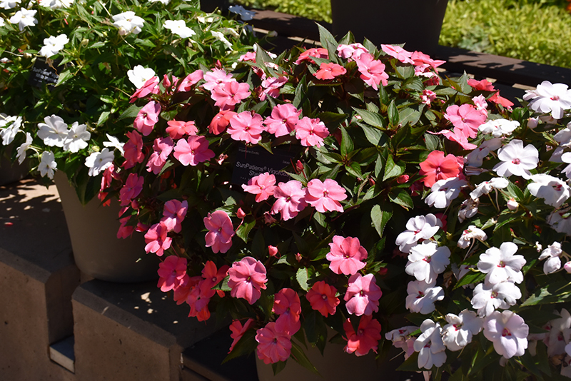 Click to view a full-size photo of SunPatiens Vigorous Shell Pink New Guinea Impatiens (Impatiens 'SAKIMP035') at Moana Nursery SunPatiens Vigorous Shell Pink New Guinea Impatiens (Impatiens 'SAKIMP035') at Moana Nursery