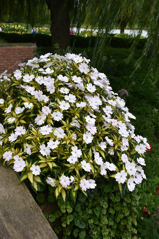 Click to view a full-size photo of SunPatiens Vigorous Tropical White New Guinea Impatiens (Impatiens 'SAKIMP018') at Moana Nursery SunPatiens Vigorous Tropical White New Guinea Impatiens (Impatiens 'SAKIMP018') at Moana Nursery