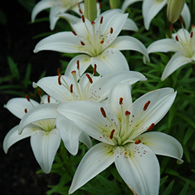 Plant Photo 1