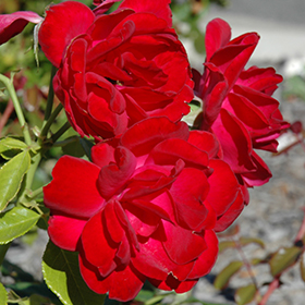 Plant Photo 7