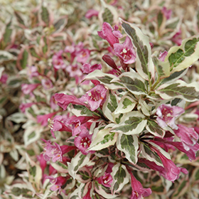 Plant Photo 4