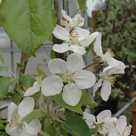 Gala Apple Tree  Gurney's Seed & Nursery Co.