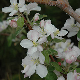 Malus 'Pink Lady' Apple - Hello Hello Plants