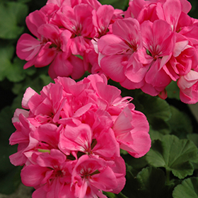 Plant Photo 5