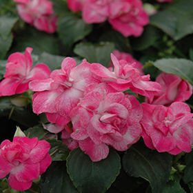 Plant Photo 10