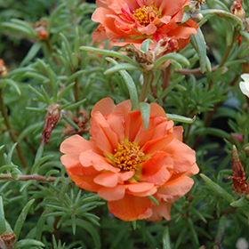 Plant Photo 3