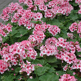 Plant Photo 4