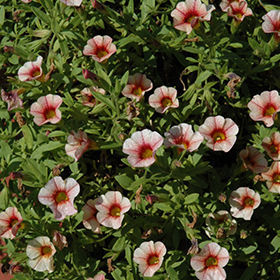 Plant Photo 8