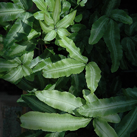 Plant Photo 9