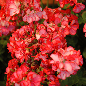Plant Photo 3