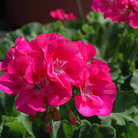 Plant Photo 6