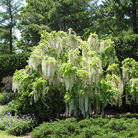 Plant Photo 9