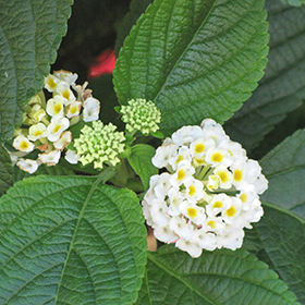 Plant Photo 10