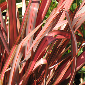 Plant Photo 8