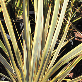 Plant Photo 2