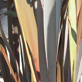 Plant Photo 1