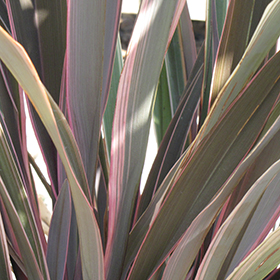 Plant Photo 5