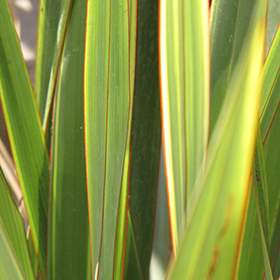 Plant Photo 8