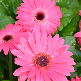 Plant Photo 3